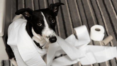 Stubenreinheit bei Hunden: Der Guide vom Chaos zur Sauberkeit!