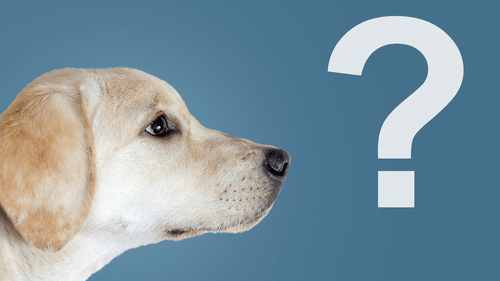 FAQ- Die 13 brennendsten Fragen über Hunde hier beantwortet