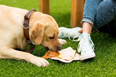 Hunderatgeber: was dürfen Hunde nicht essen?