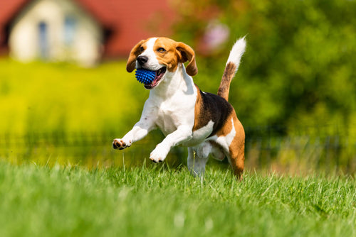 Lieben Hunde das Ballspielen wirklich?