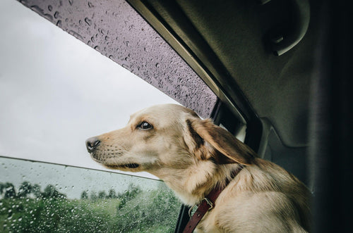 Hund hat Angst vor Gewitter