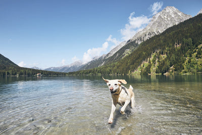 Hund und Hitze – ein gefährliches Duo