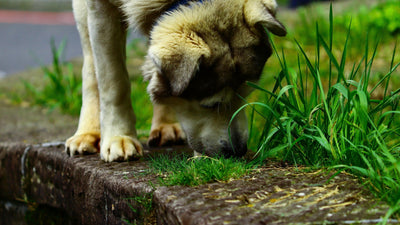 Warum Hunde Gras fressen? Das steckt dahinter